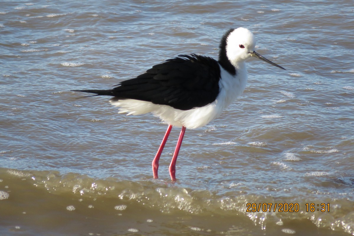 Pied Stilt - Norton Gill