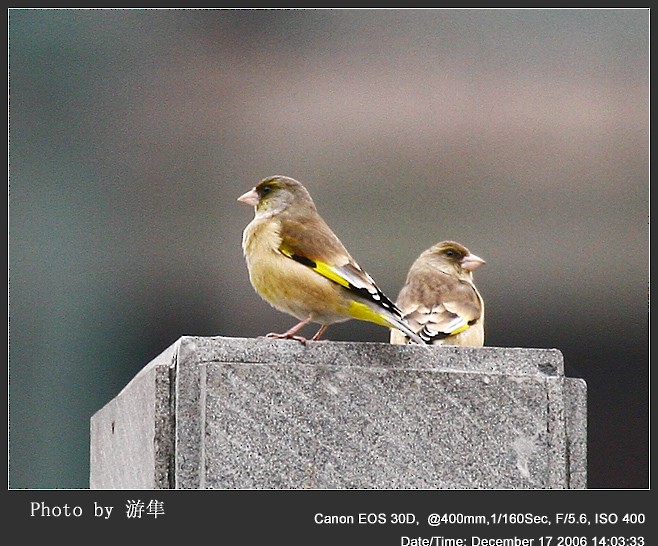 Нангиад ногоолдой - ML252210301