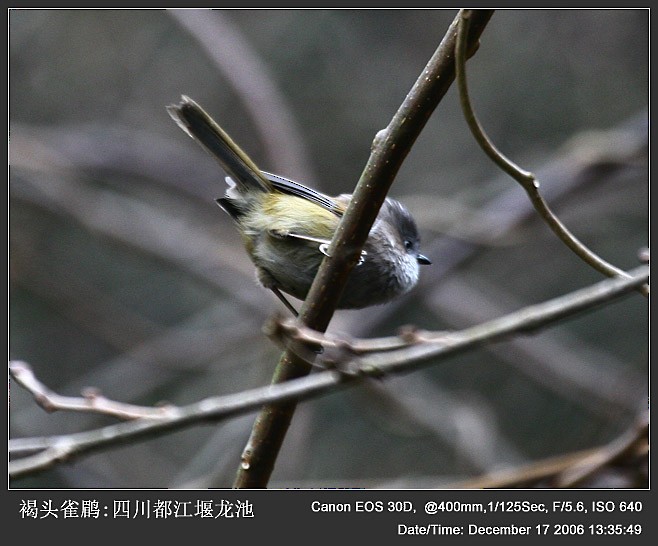 Gray-hooded Fulvetta - ML252210511
