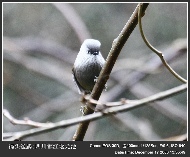 Gray-hooded Fulvetta - ML252210521