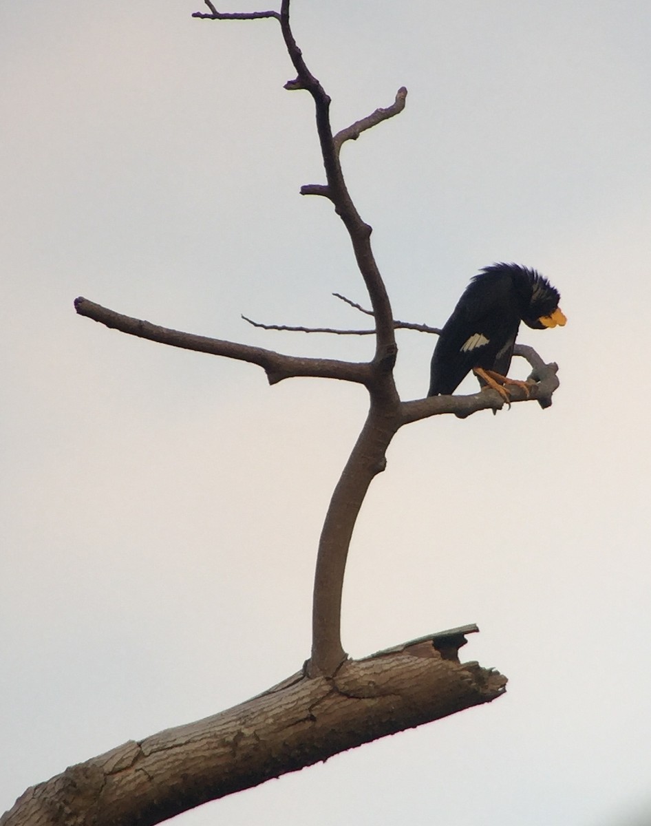 Common Hill Myna - Martin Kennewell