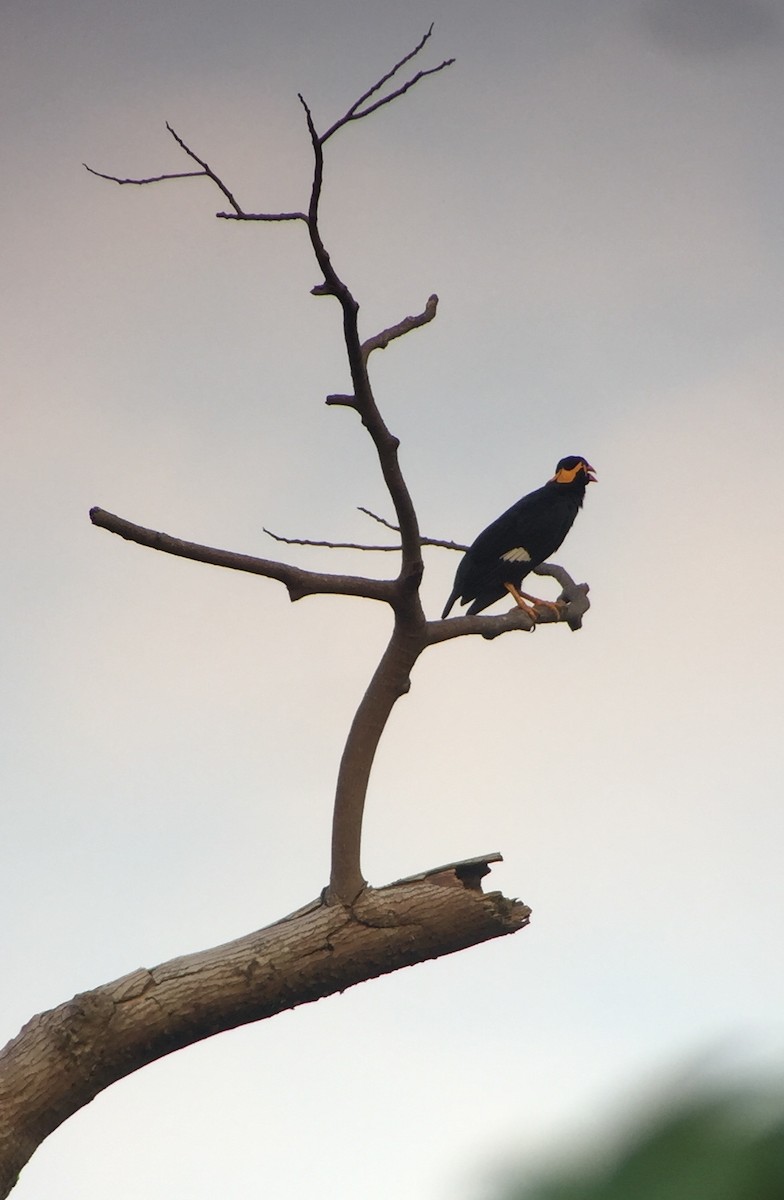 Common Hill Myna - ML252211441