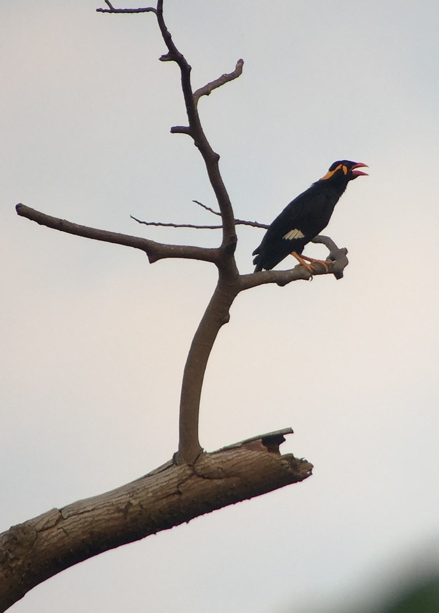 Common Hill Myna - Martin Kennewell