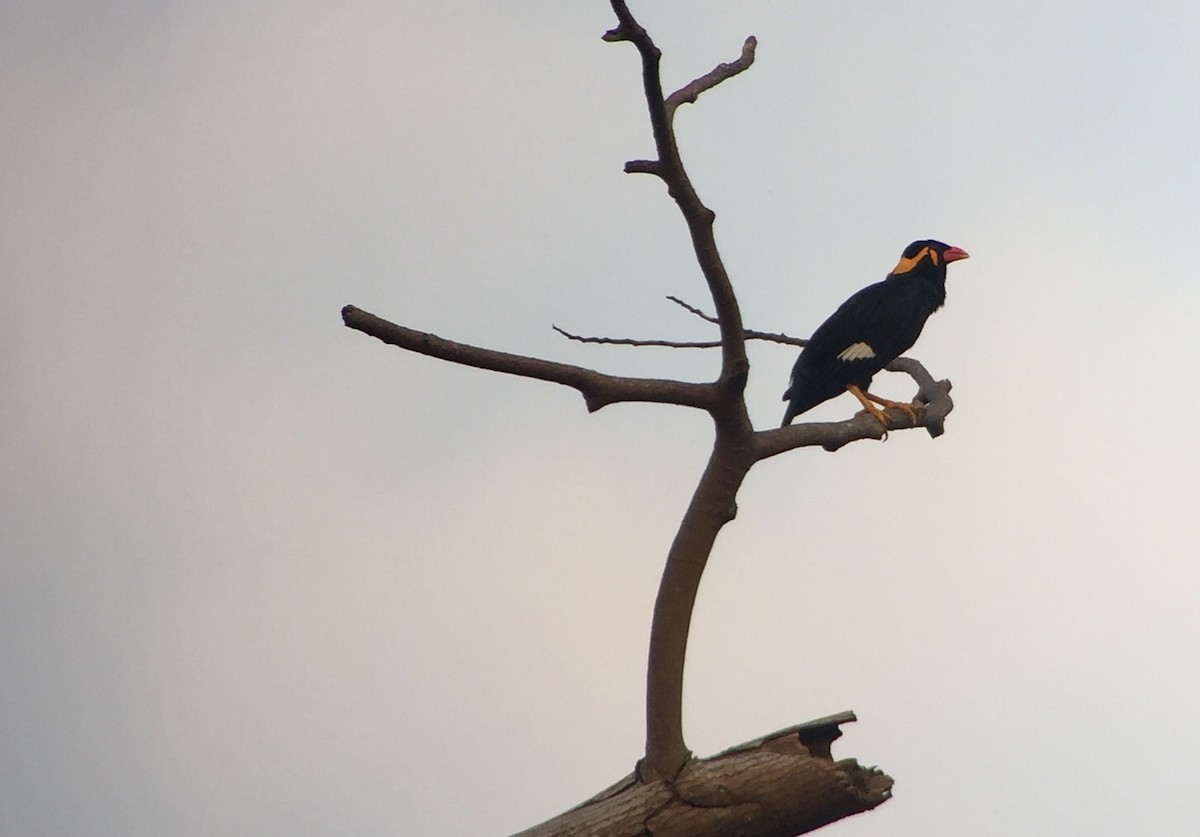 Common Hill Myna - ML252211471