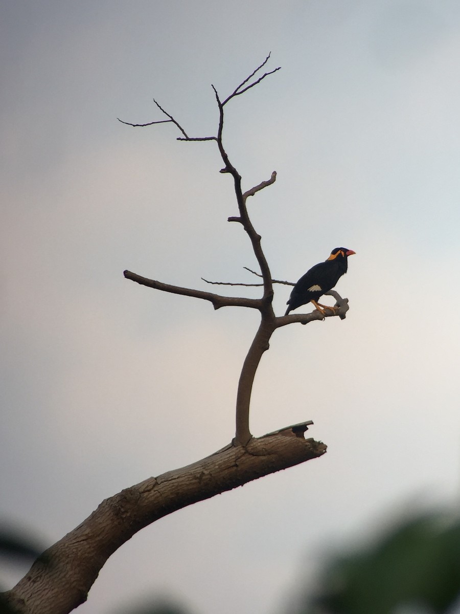 Common Hill Myna - Martin Kennewell