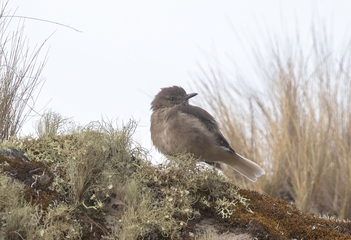 Black-billed Shrike-Tyrant - ML252211751