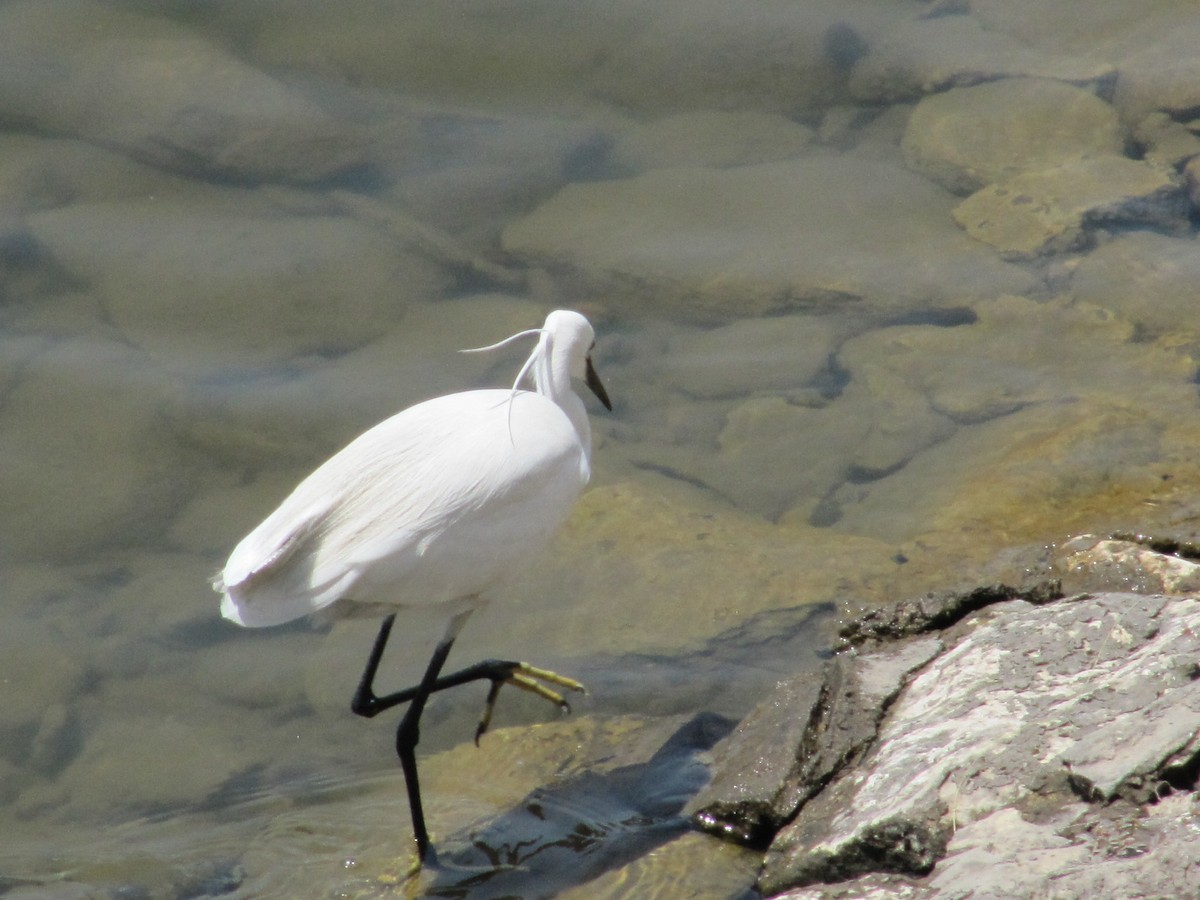 Little Egret - ML252212341