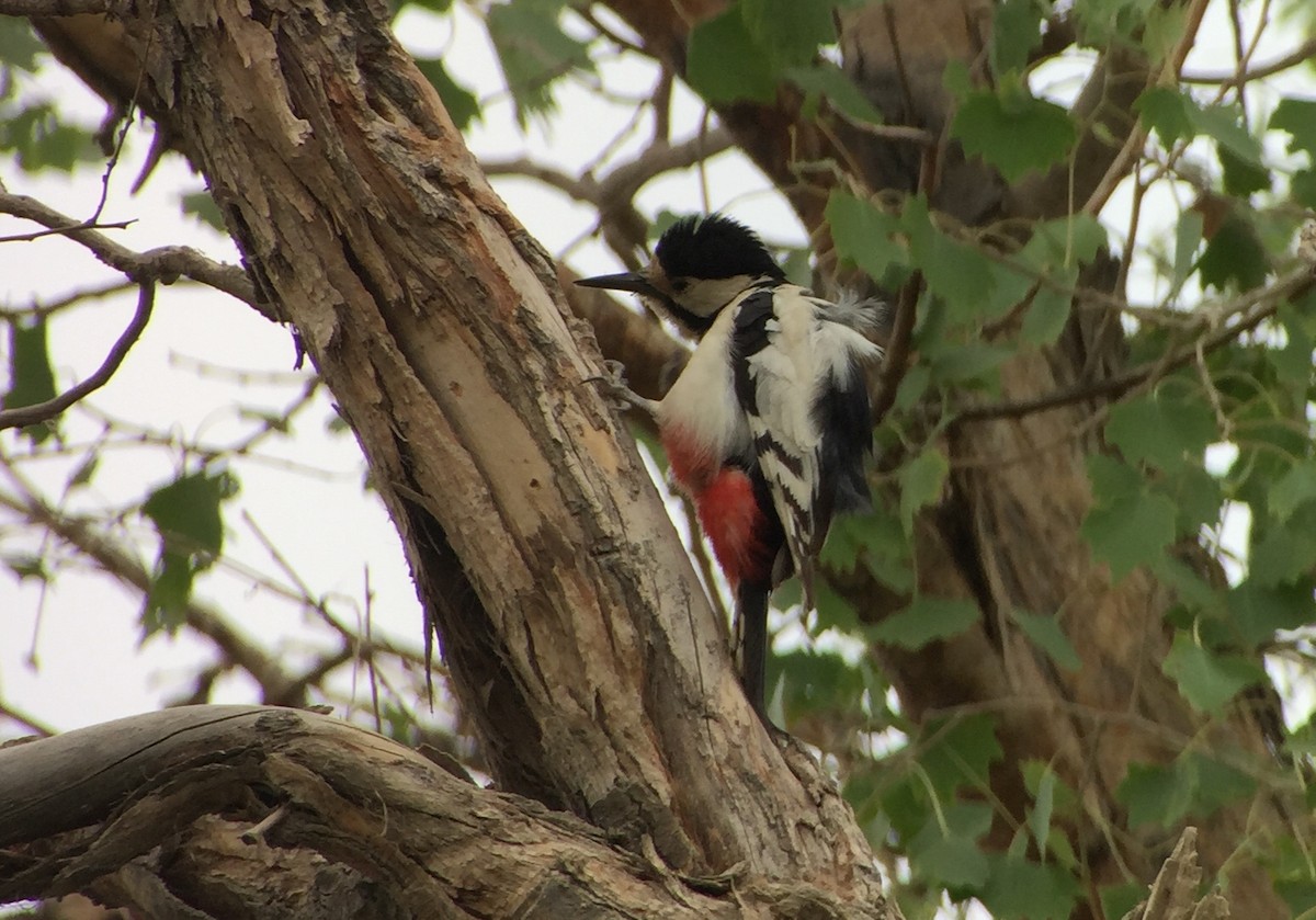 White-winged Woodpecker - ML252212501