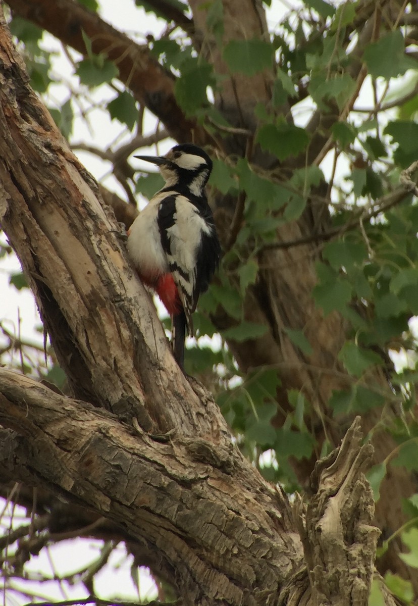 White-winged Woodpecker - ML252212521