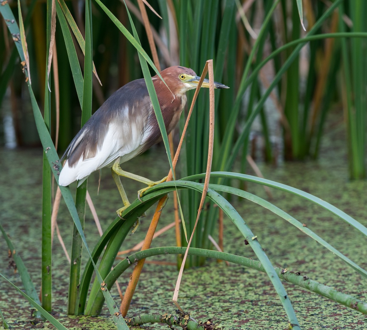 Chinese Pond-Heron - Kai Pflug