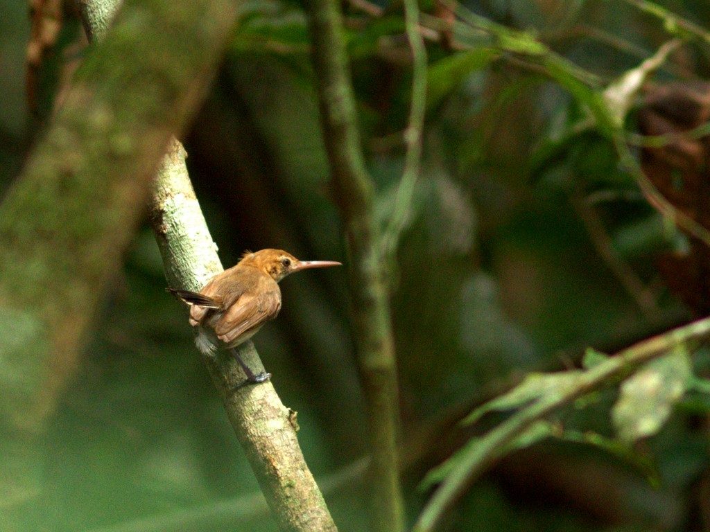 Chattering Gnatwren - ML252214341