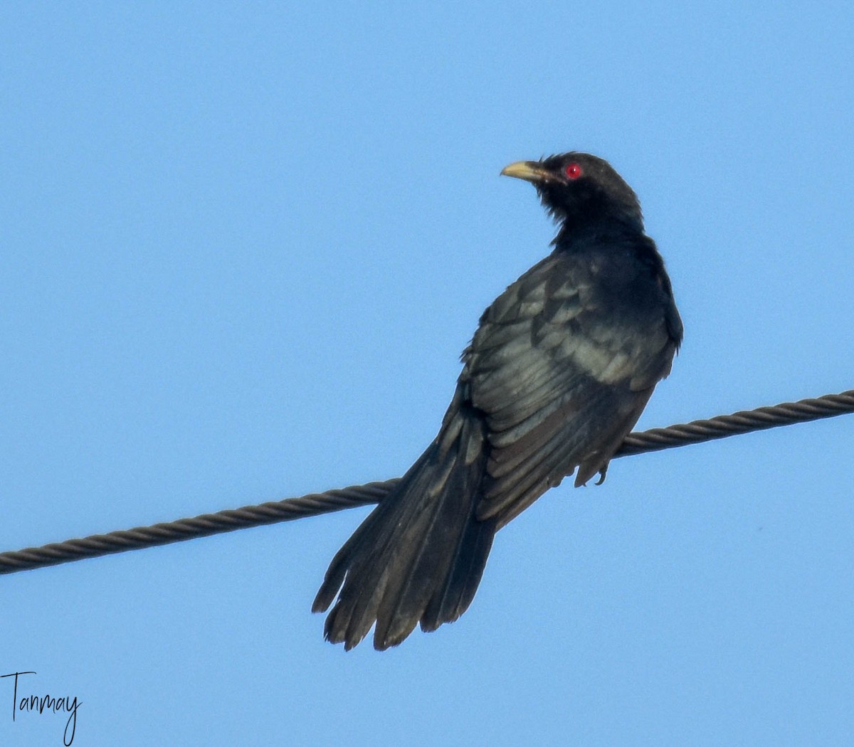 Asian Koel - tanmay mukhopadhyay