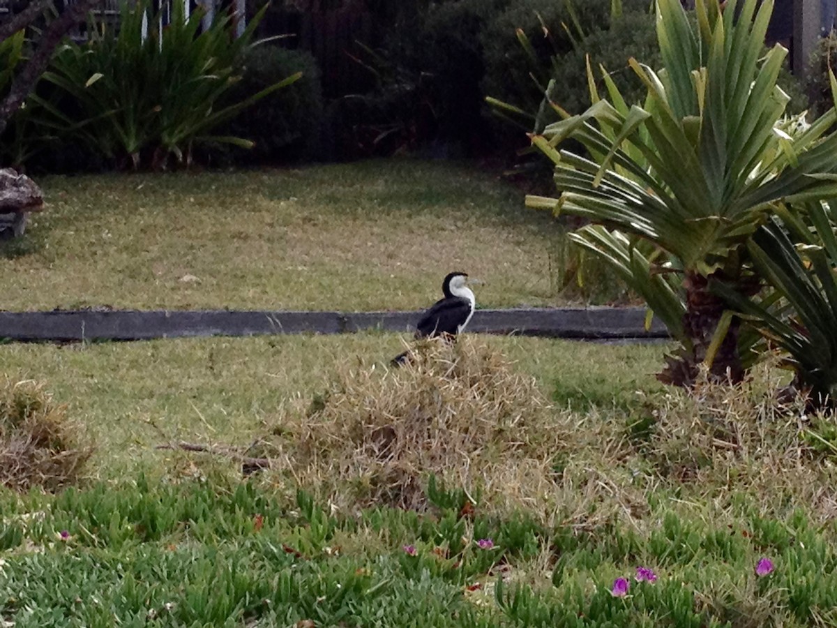 Pied Cormorant - ML252217041