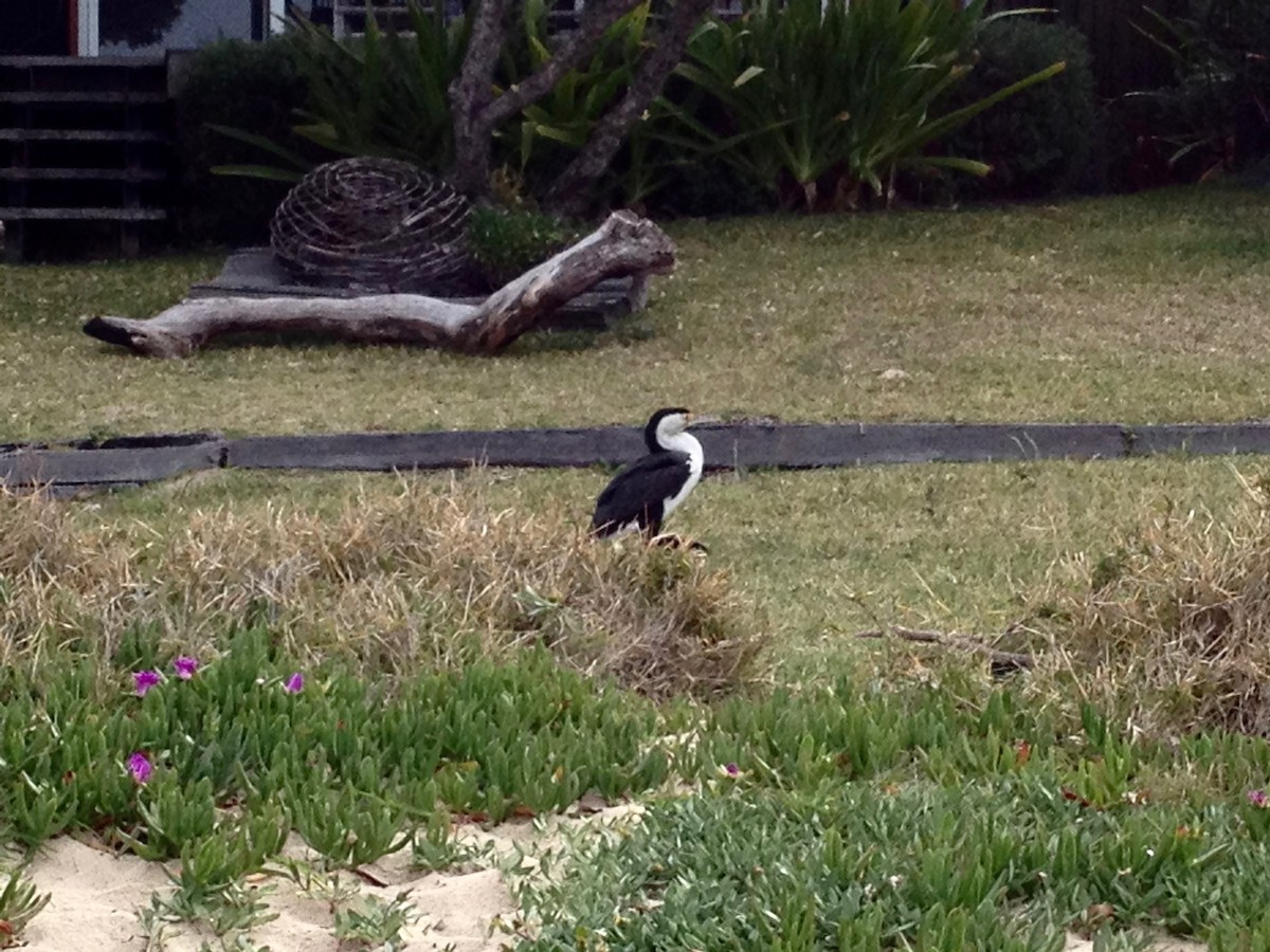 Pied Cormorant - ML252217051