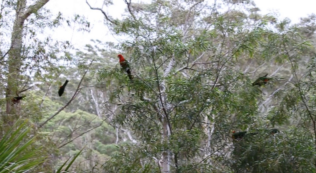 Australian King-Parrot - ML252220571