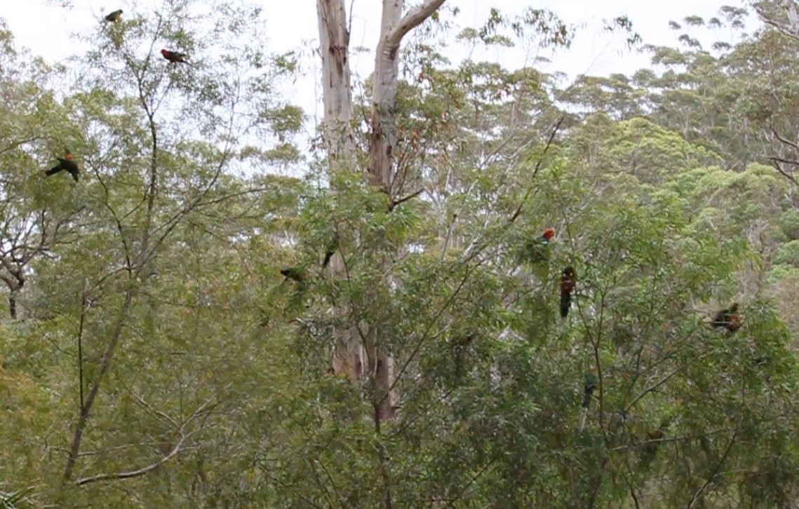 Australian King-Parrot - ML252220581