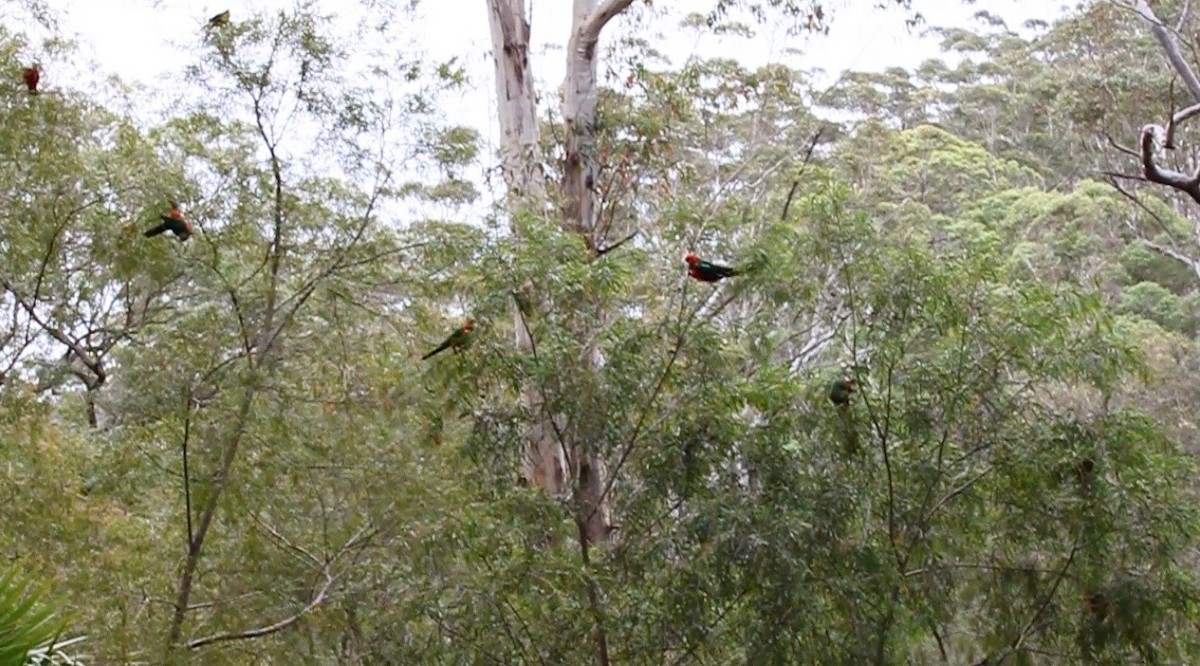 Australian King-Parrot - ML252220591