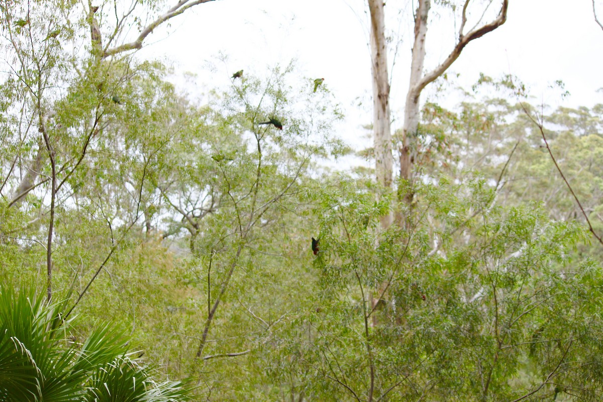 Australian King-Parrot - ML252220631
