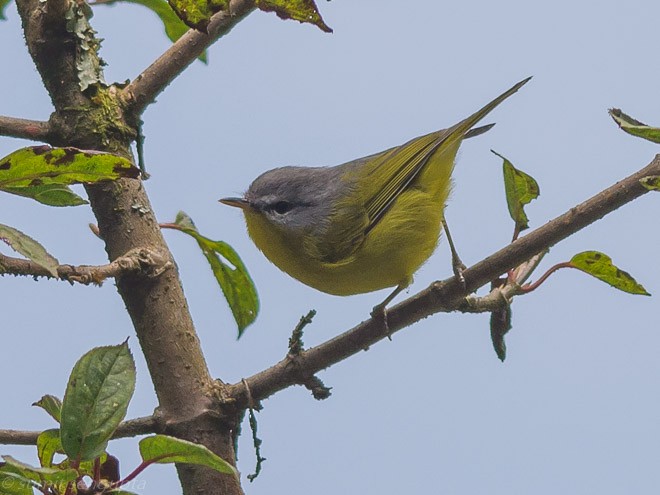 Gray-hooded Warbler - Sumit  Sengupta