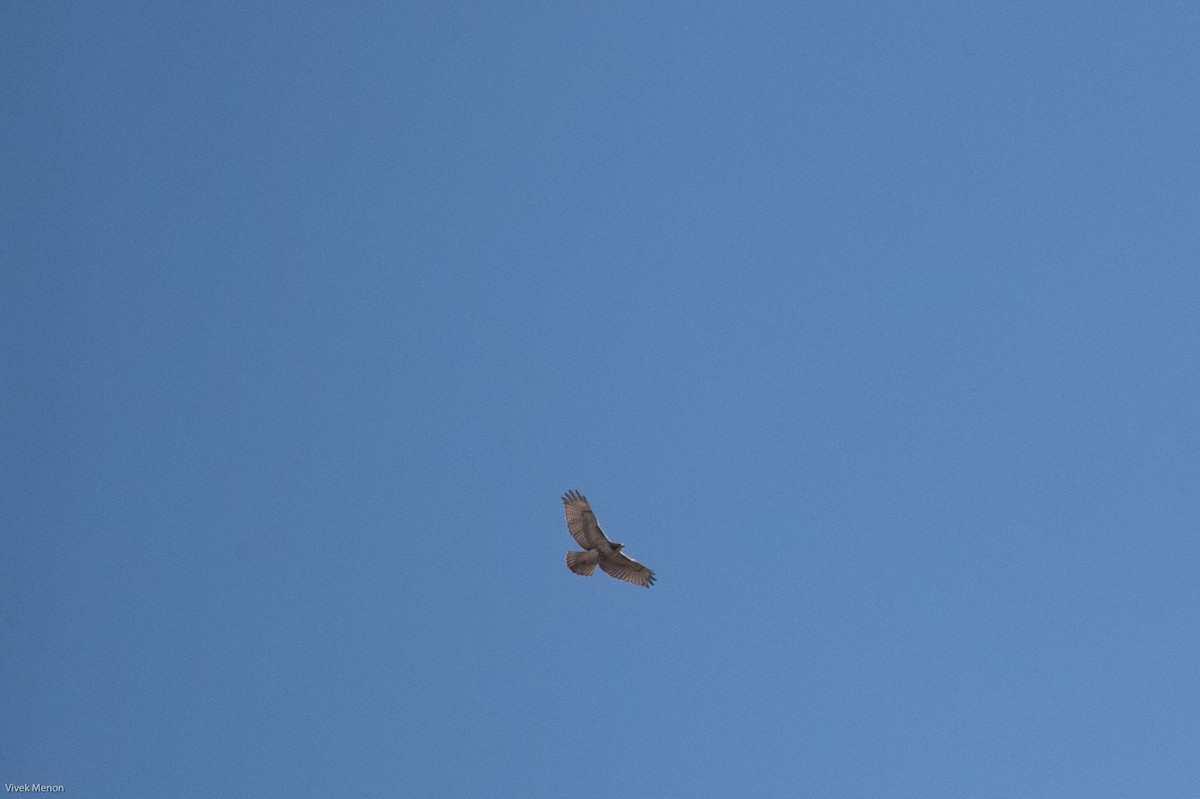 Red-tailed Hawk - ML252220741
