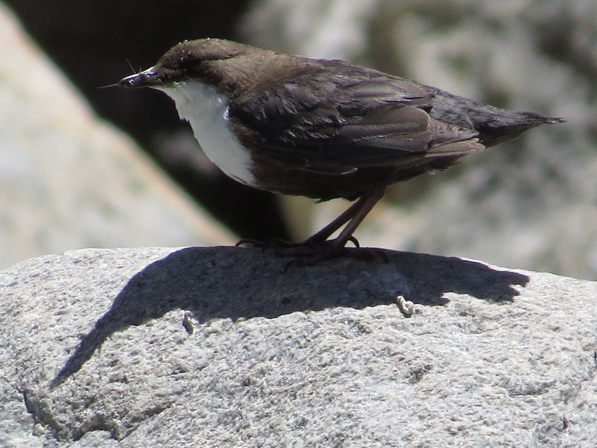 White-throated Dipper - ML252220981