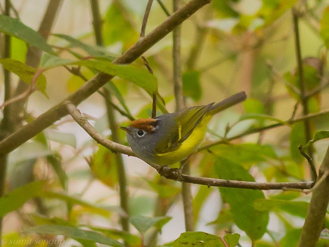 Chestnut-crowned Warbler - Sumit  Sengupta