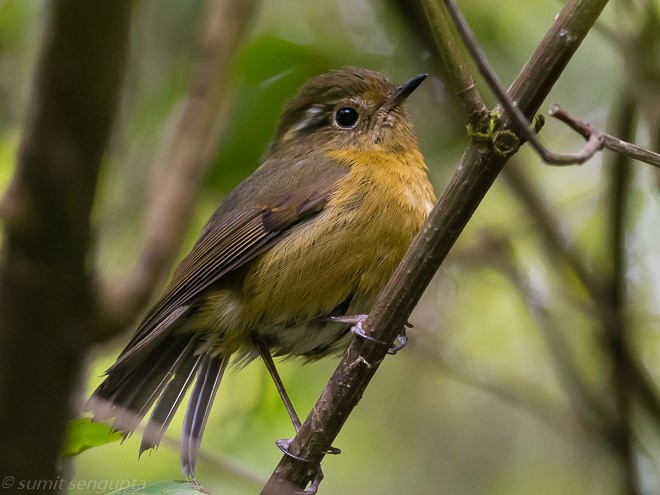 White-browed Bush-Robin - Sumit  Sengupta