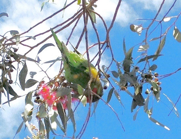 Musk Lorikeet - Bruce Roubin