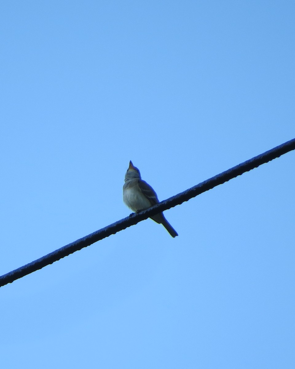 Willow Flycatcher - ML252222851