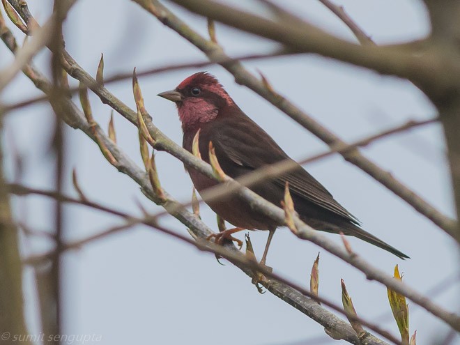 Dark-breasted Rosefinch - ML25222331