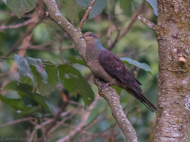 Barred Cuckoo-Dove - Sumit  Sengupta