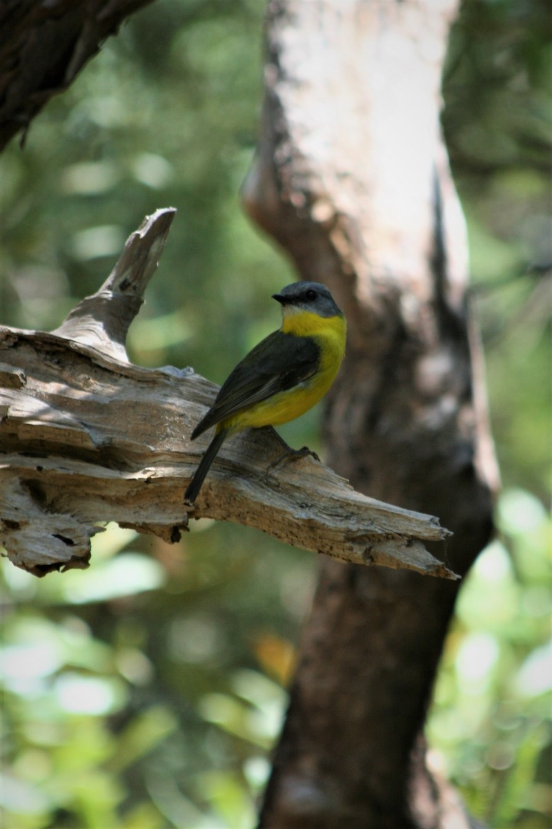 Eastern Yellow Robin - ML252225111