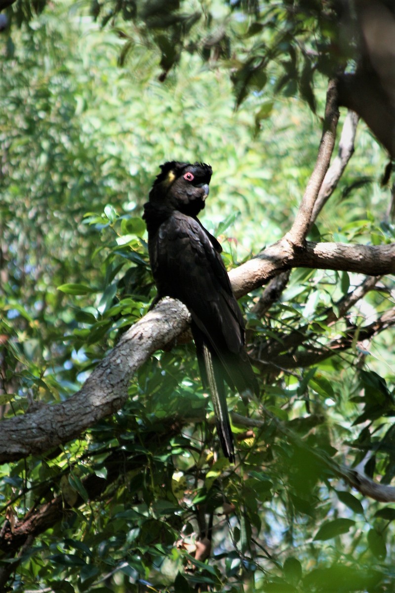 Cacatúa Fúnebre Coliamarilla - ML252225121