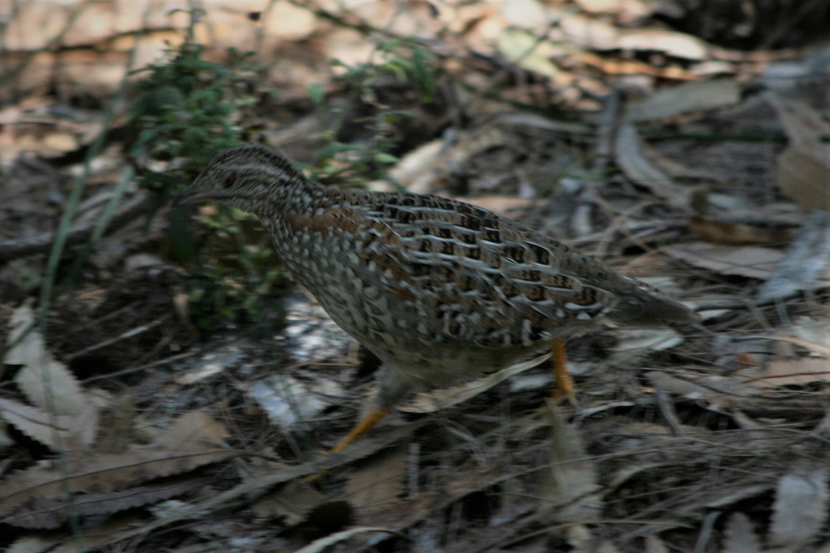 Painted Buttonquail - Steven Edwards