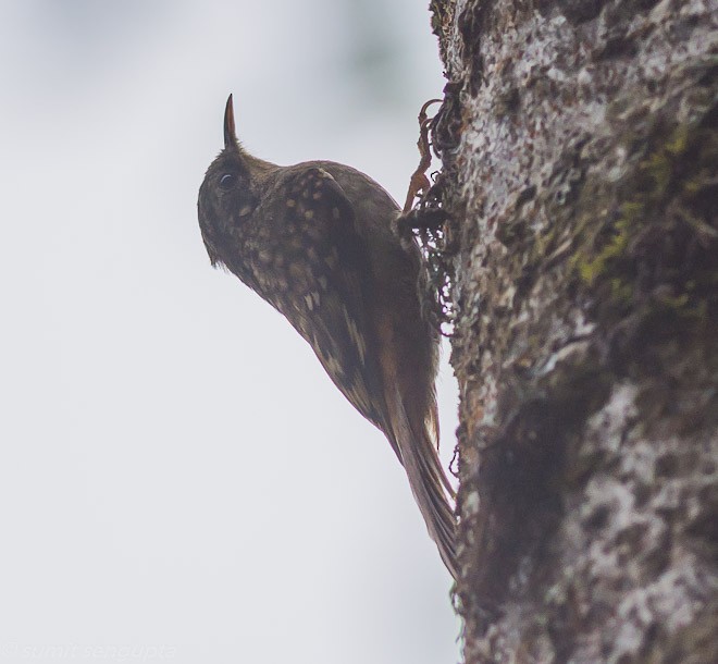 Sikkim Treecreeper - ML25222611