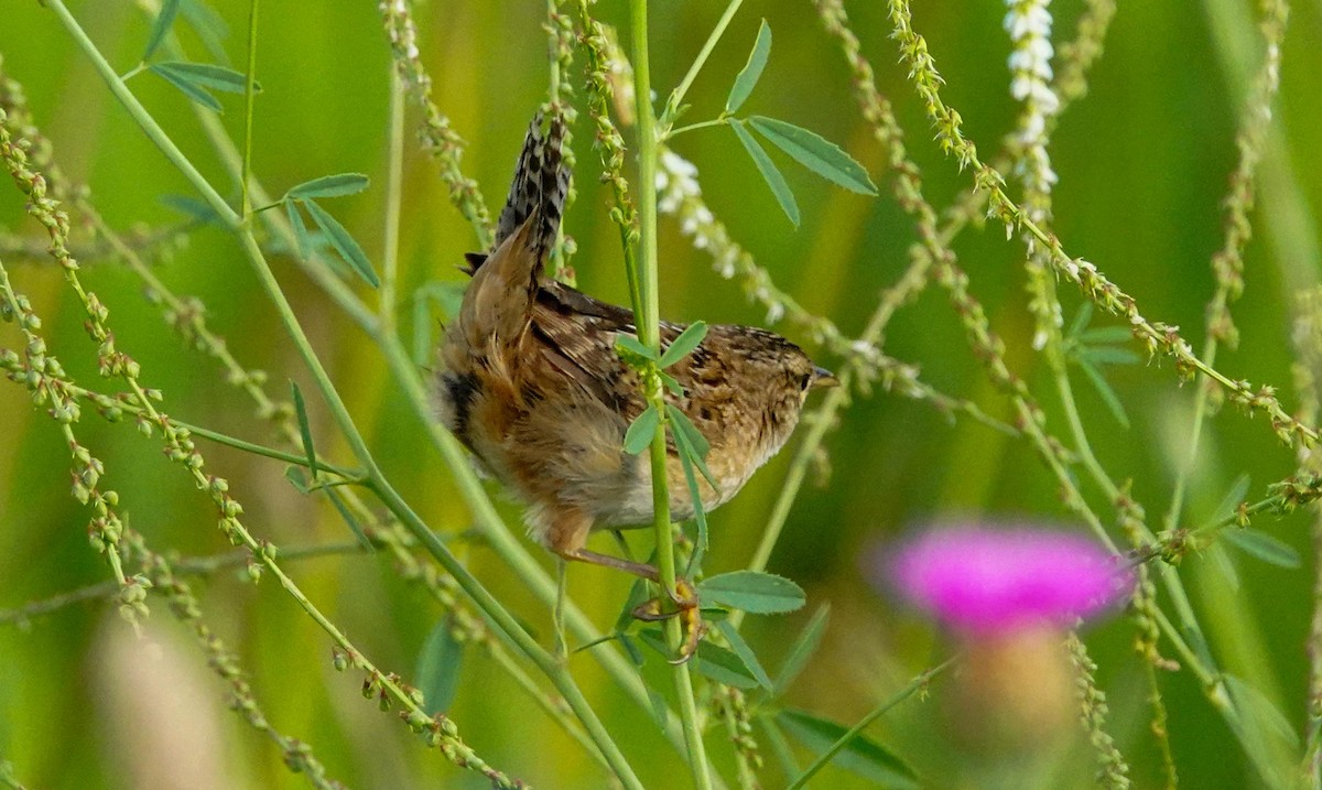 Sedge Wren - Gale VerHague