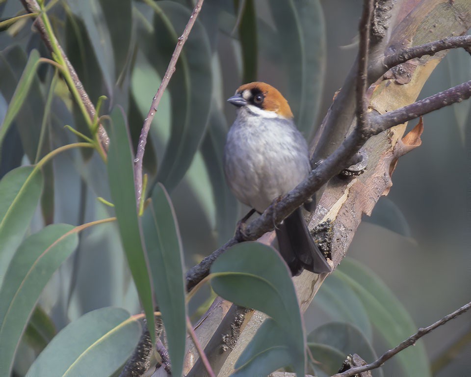 Apurimac Brushfinch - Mick Greene