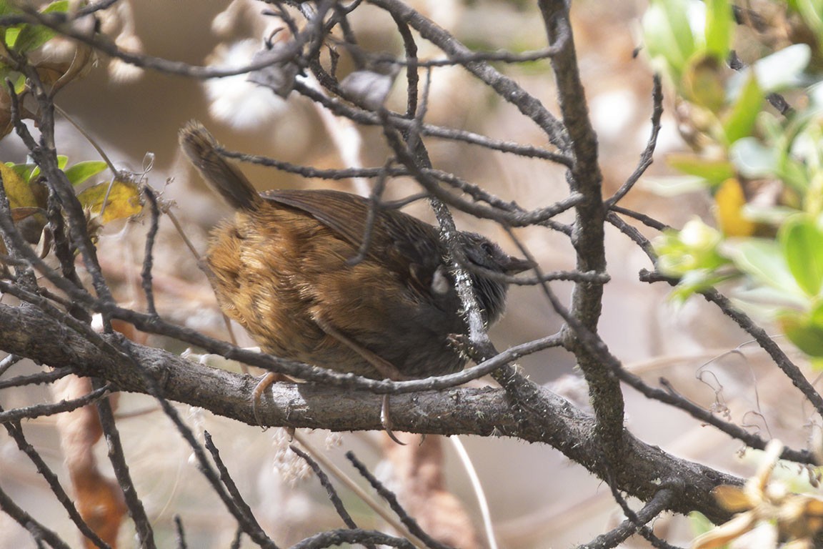 Vilcabamba Tapaculo - Mick Greene