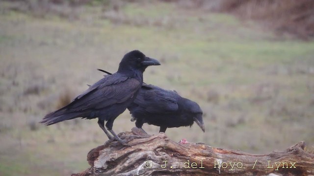 Common Raven - ML252230371