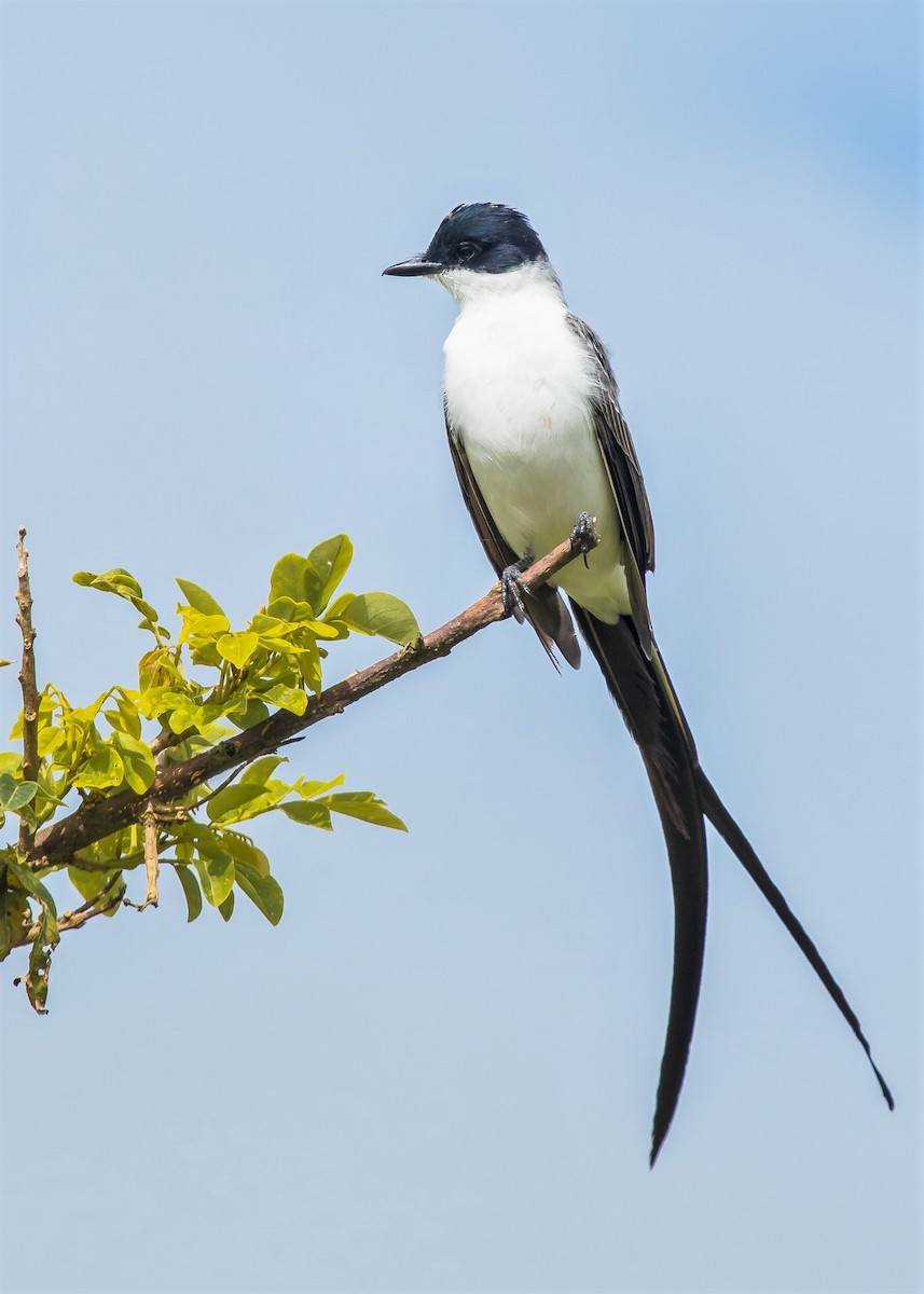 Fork-tailed Flycatcher - David Monroy Rengifo