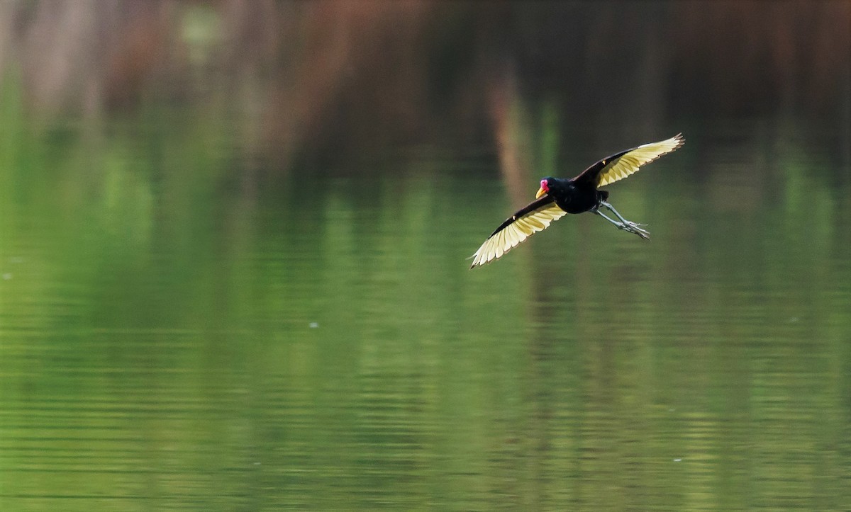 Wattled Jacana - ML252231211