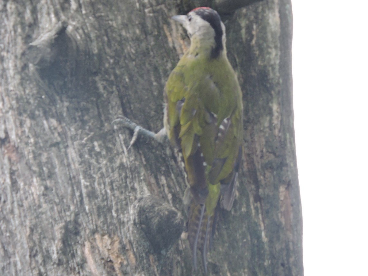 Gray-headed Woodpecker - ML252232871
