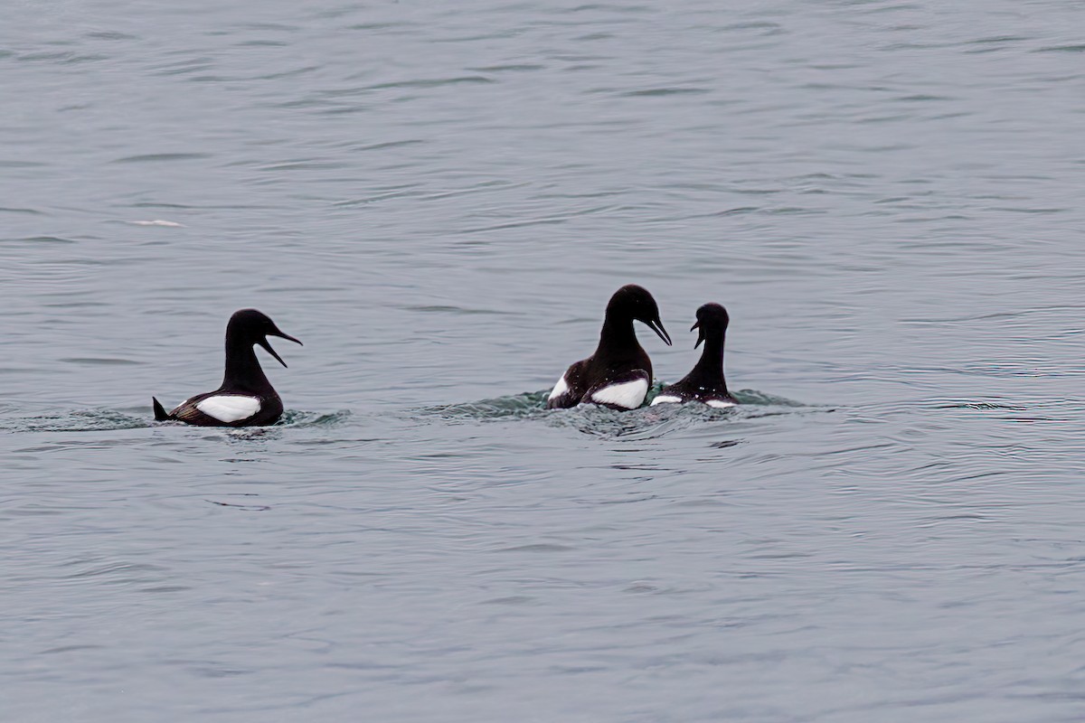 Black Guillemot - ML252233011