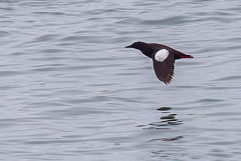 Black Guillemot - ML252233071