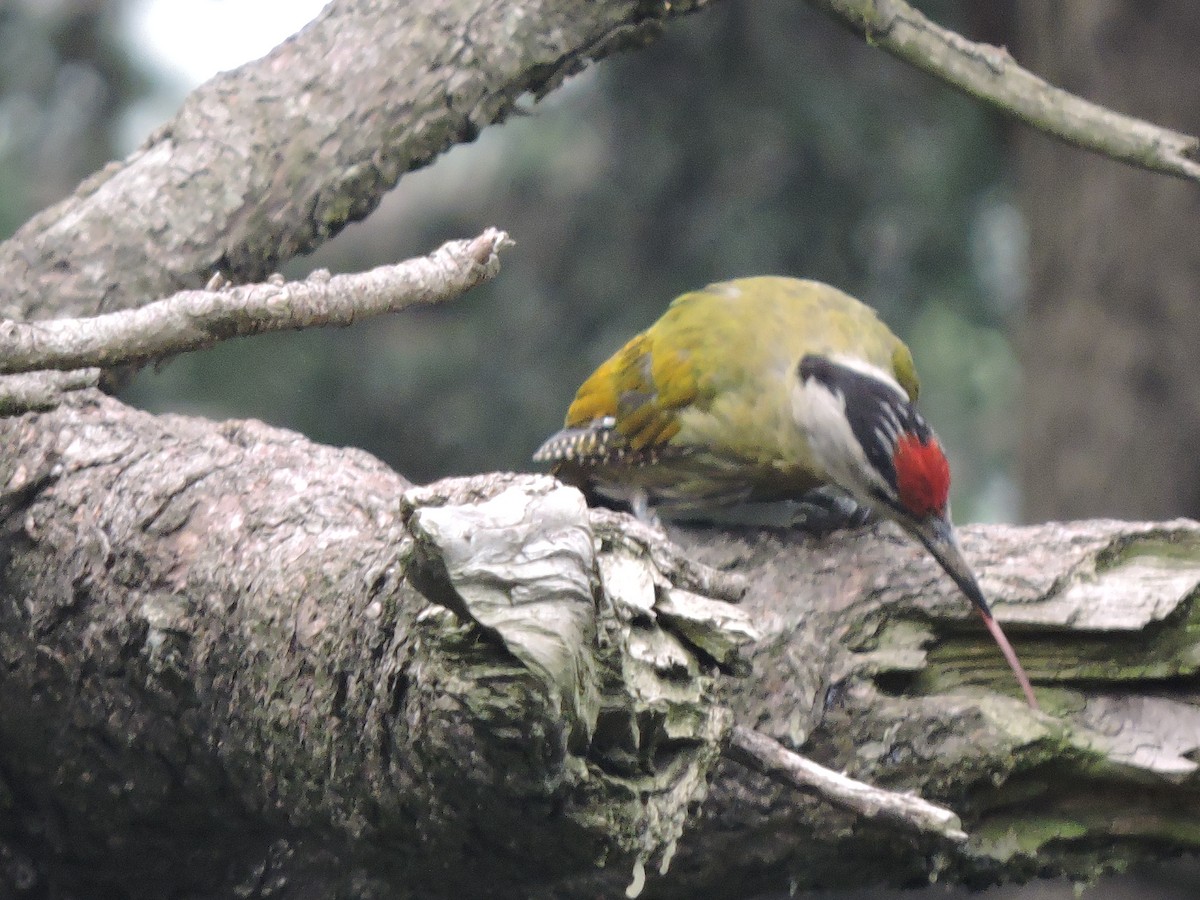 Gray-headed Woodpecker - ML252233081
