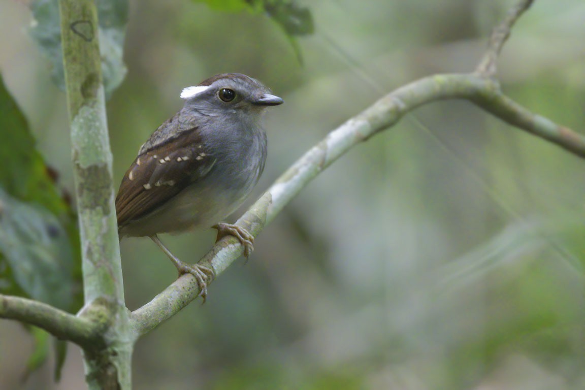 Ash-throated Gnateater - Mick Greene