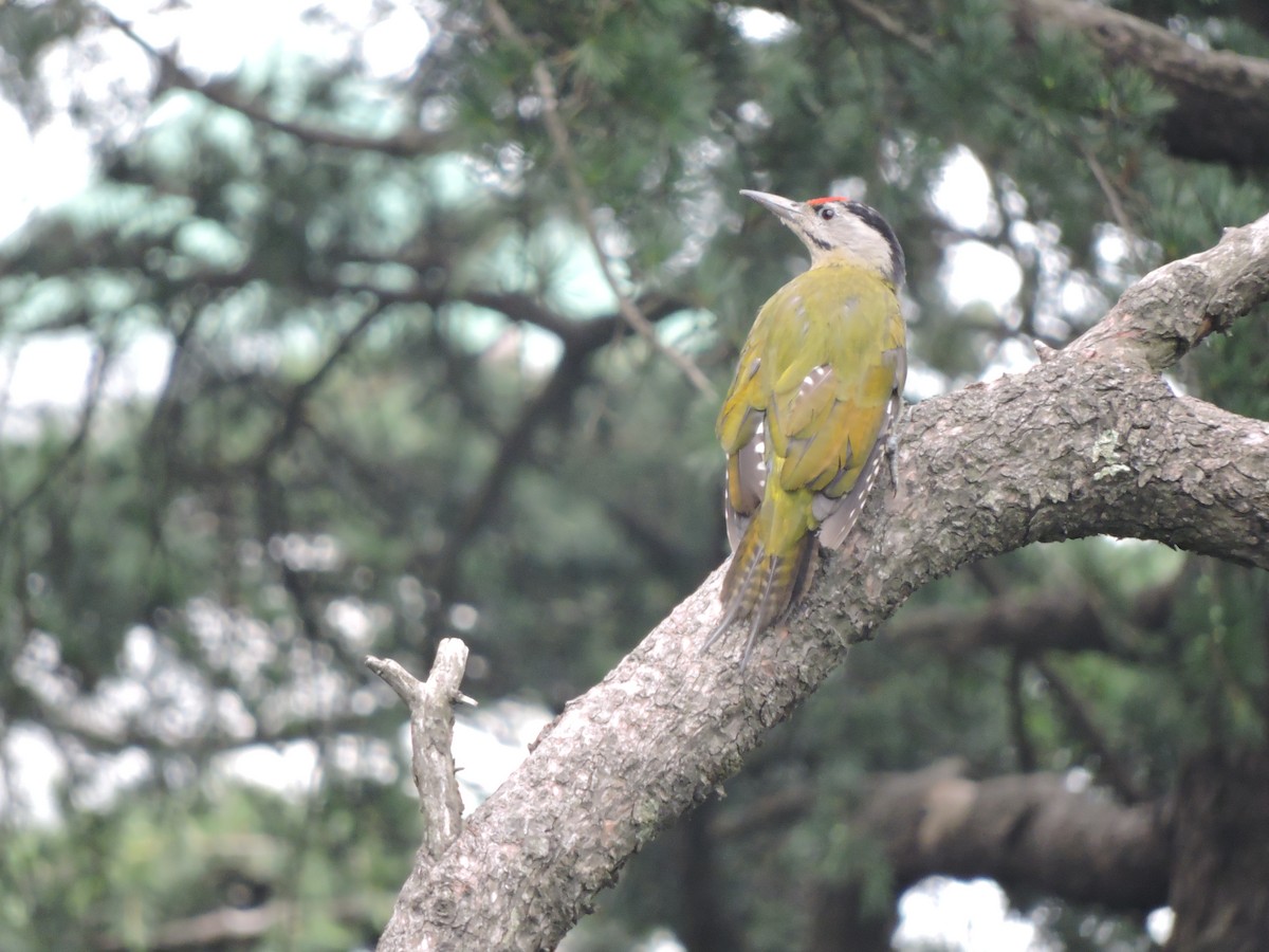 Gray-headed Woodpecker - ML252233361
