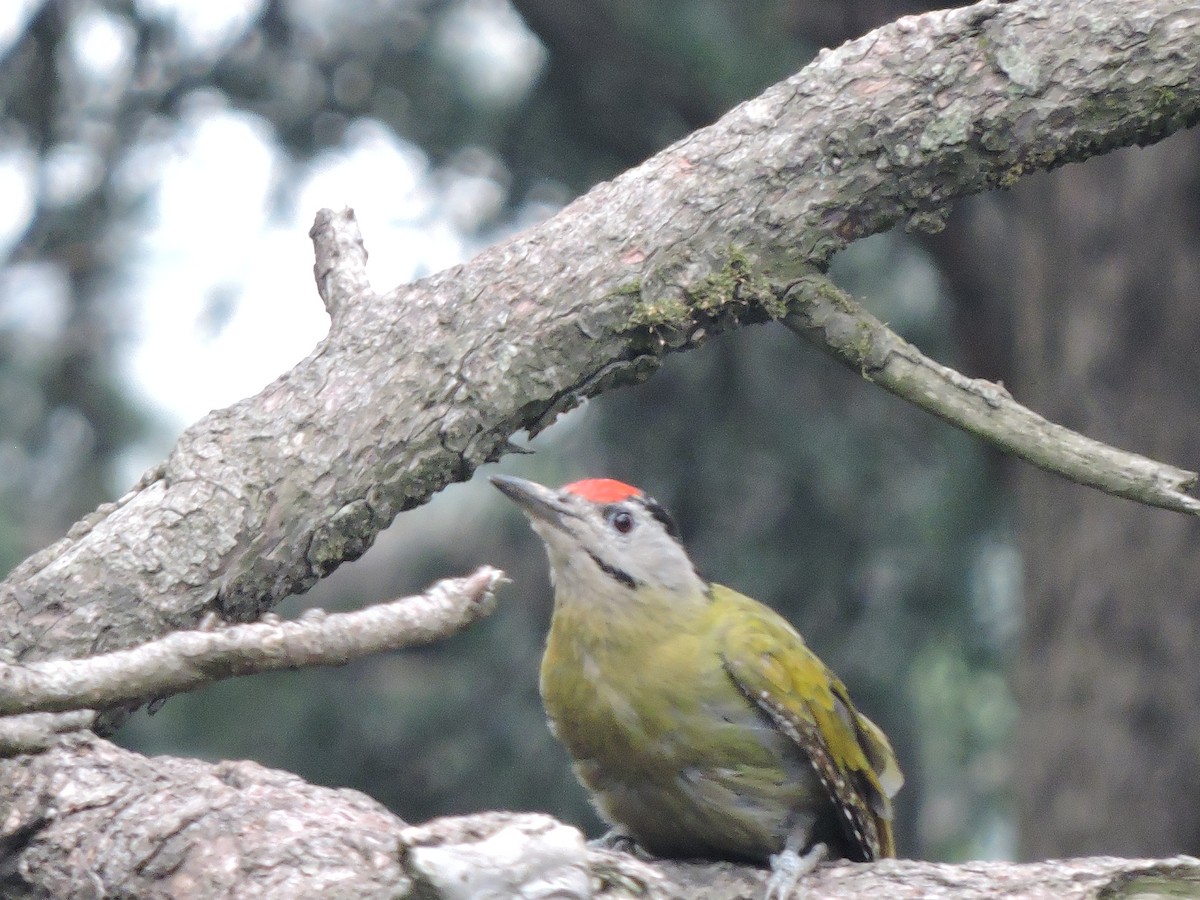 Gray-headed Woodpecker - ML252233371