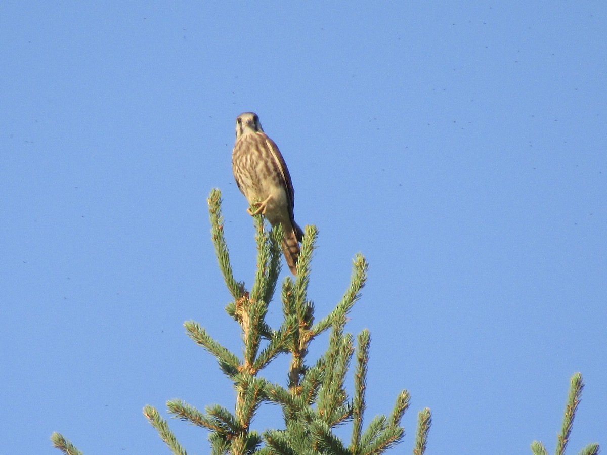 American Kestrel - Dan Stoken