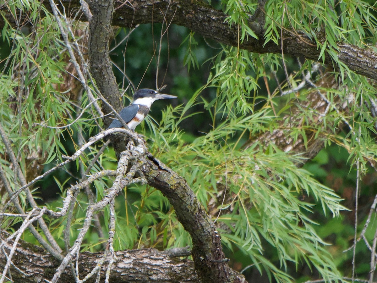 Belted Kingfisher - ML252237681